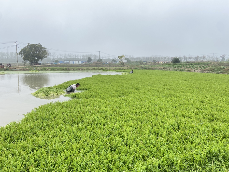 農(nóng)民在齊腰深的水塘里采收水芹。劉亞京攝