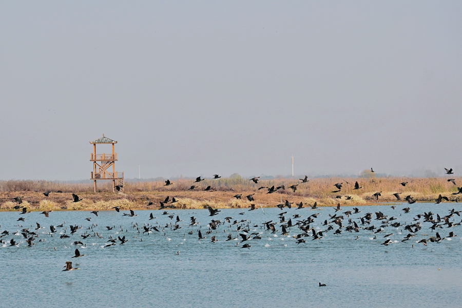 大縱湖迎來大批候鳥越冬。王家琛攝