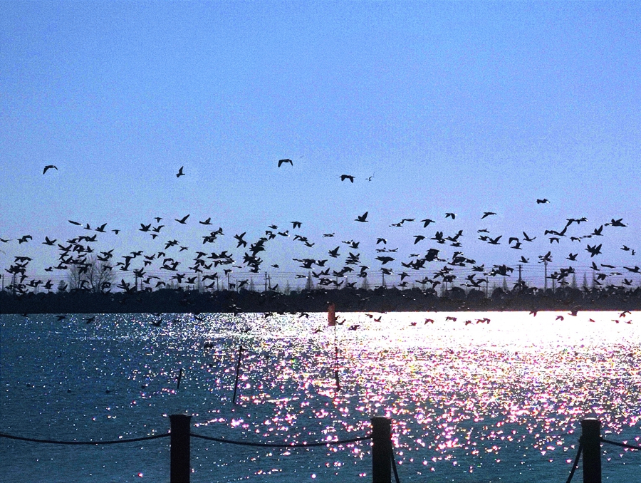蜈蚣湖內(nèi)候鳥翔集。黃正忠攝