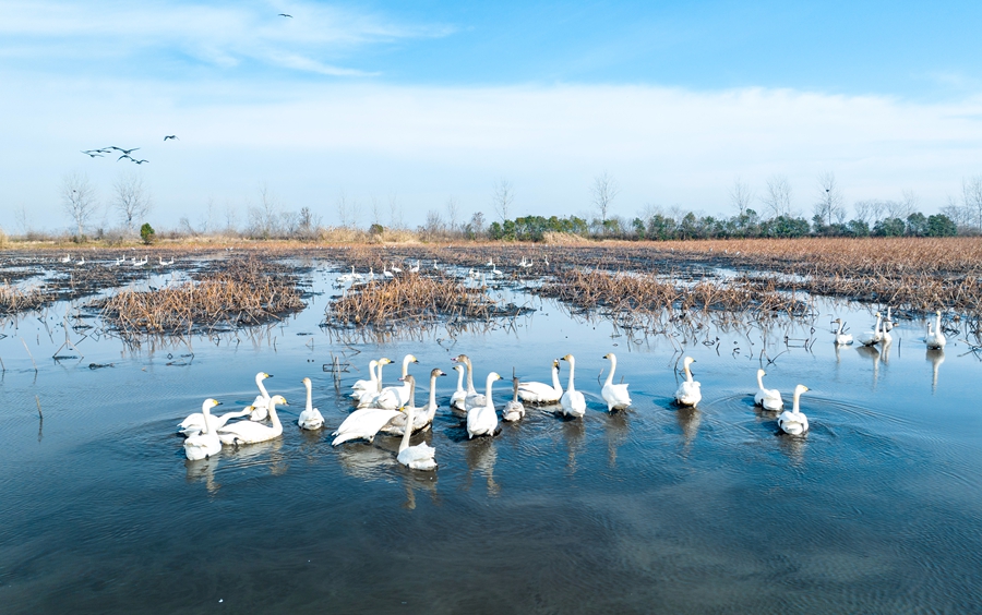 候鳥在水面上嬉戲、覓食。周社根攝