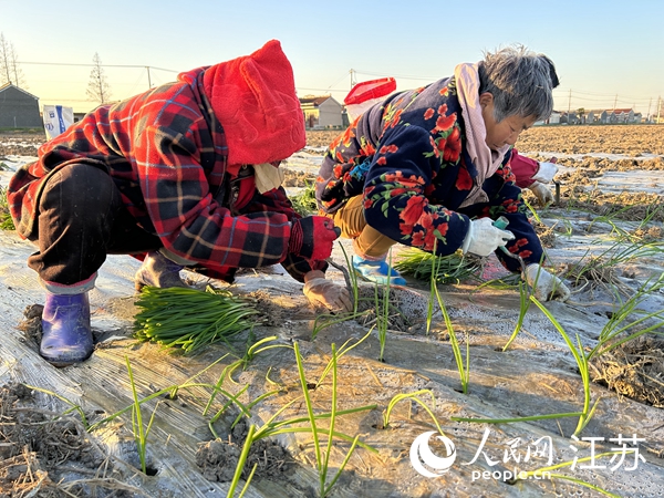 村民在移栽洋蔥苗。人民網 王丹丹攝