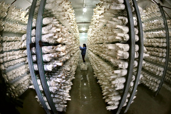 工人正在采摘杏鮑菇。孫蓀攝