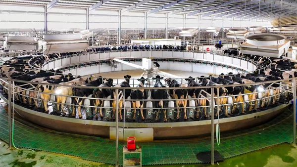 “高大上”的奶牛場。孫蓀攝