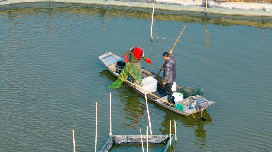 蟹農正在捕撈螃蟹。周社根攝