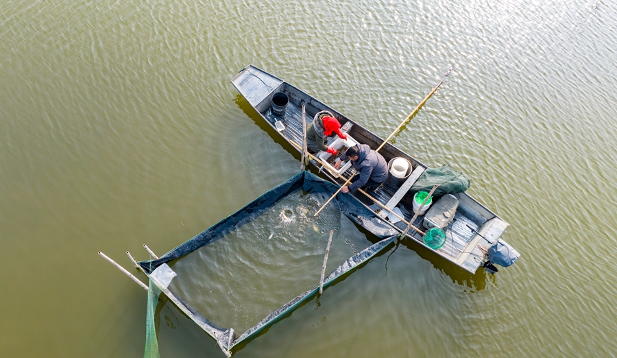 蟹農(nóng)在分揀螃蟹。周社根攝