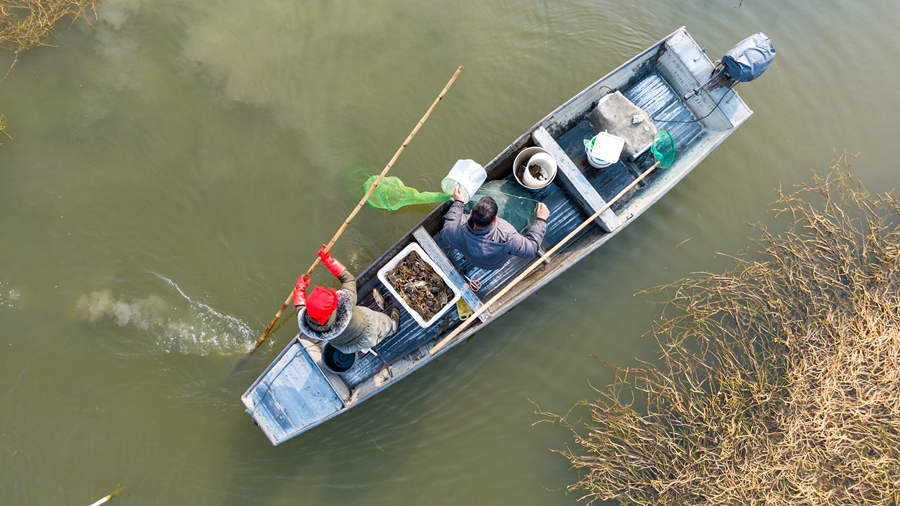 螃蟹捕撈現(xiàn)場(chǎng)。周社根攝