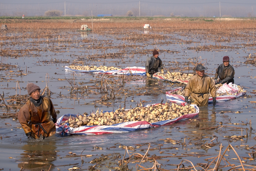 藕農“滿載而歸”。周社根攝