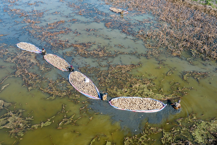 藕農(nóng)采收的蓮藕在水面排成形。周社根攝