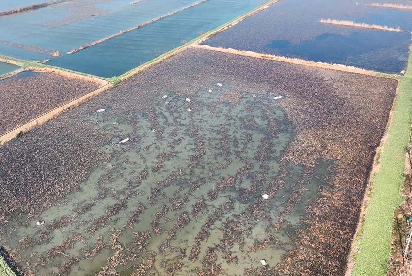 航拍沙溝鎮(zhèn)官河村蓮藕種植基地。周社根攝