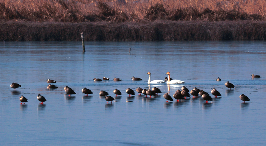 群鳥棲息水面。史道智攝