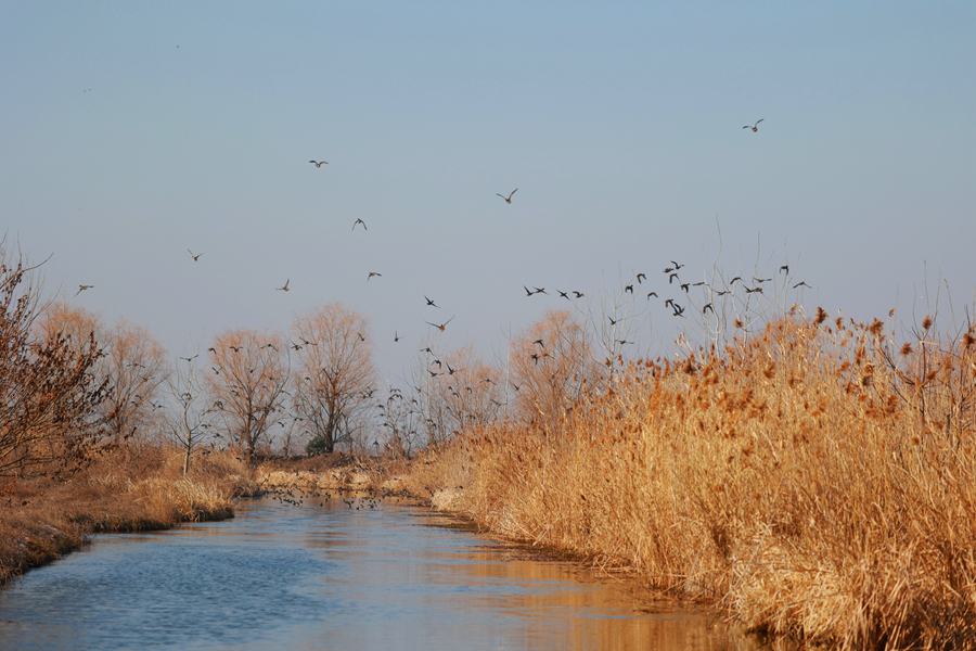河蕩成了鳥的樂園。史道智攝
