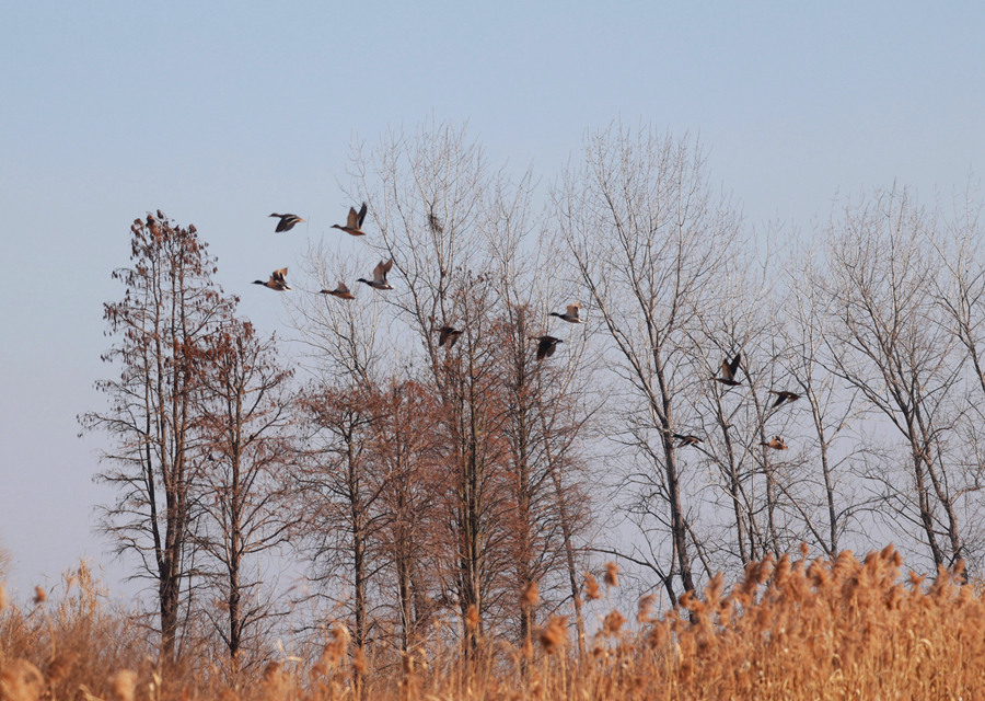 鳥兒在林間飛翔。史道智攝
