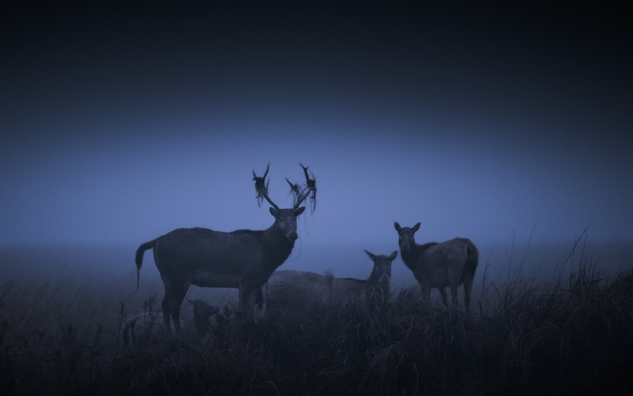 清晨，麋鹿在寒風中覓食。 劉暉攝 