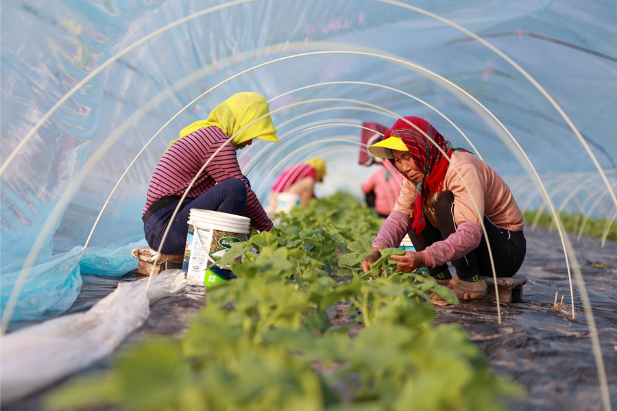 農(nóng)戶們正在給甜瓜苗整枝。史道智攝