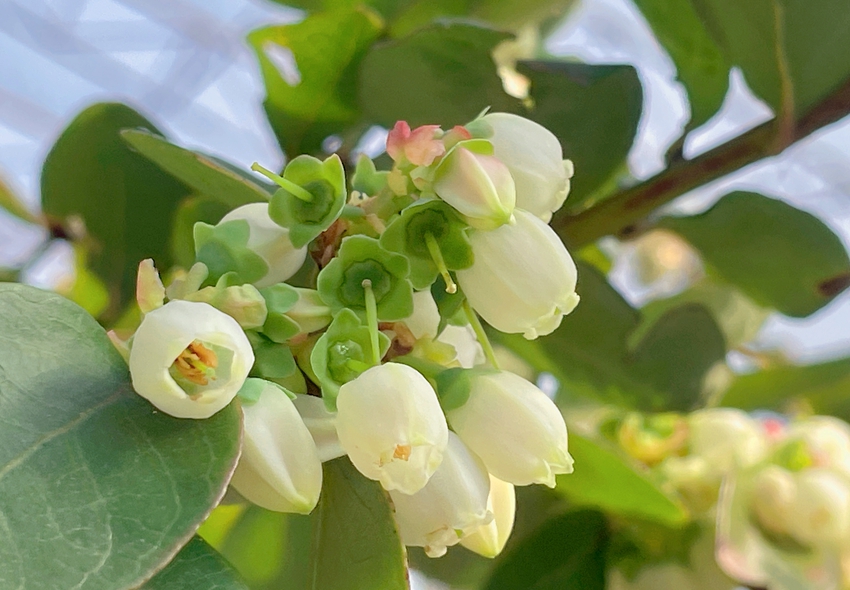 藍(lán)莓花猶如白鈴鐺。孟楠楠攝