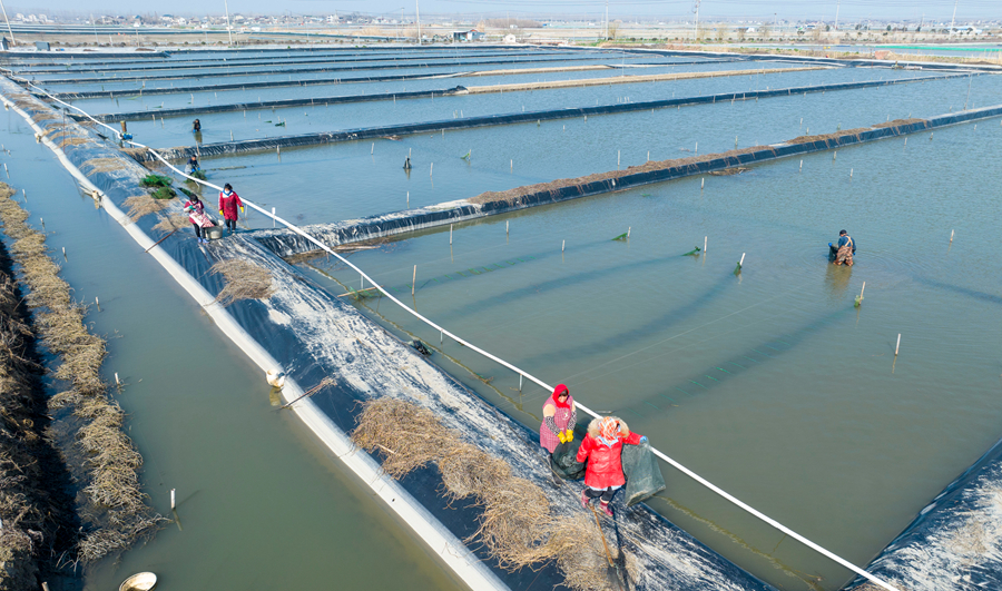 蟹農(nóng)們在塘邊捕苗。周社根攝