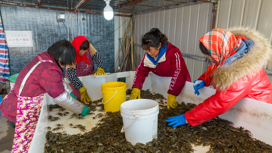 蟹農(nóng)們正在分揀蟹苗。周社根攝