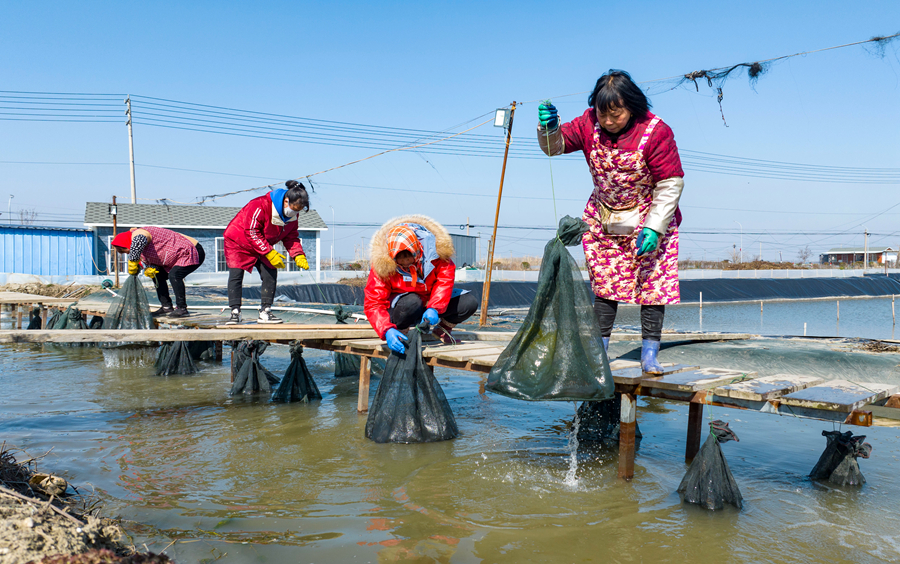 蟹農(nóng)們吊苗吐水，增加螃蟹成活率。周社根攝