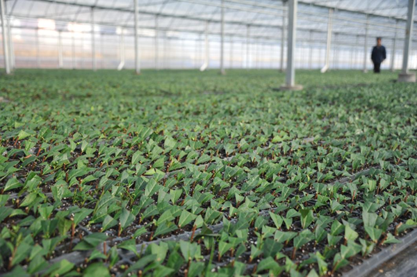 南京卷煙廠對鉤幫扶村的低收入農(nóng)戶增收示范區(qū)。受訪者供圖