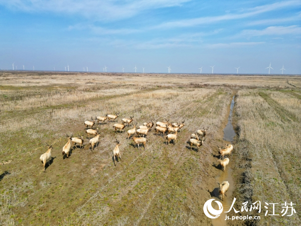 如東縣小洋口旅游度假區(qū)發(fā)現(xiàn)的野生麋鹿群。人民網(wǎng)記者王繼亮攝