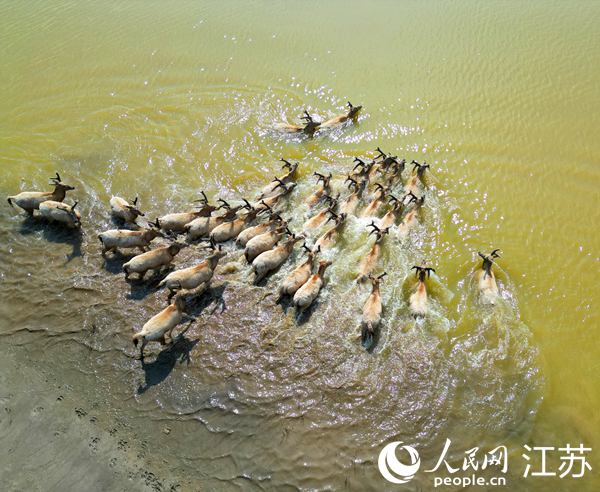 水中嬉戲的野生麋鹿群。人民網(wǎng)記者 王繼亮攝