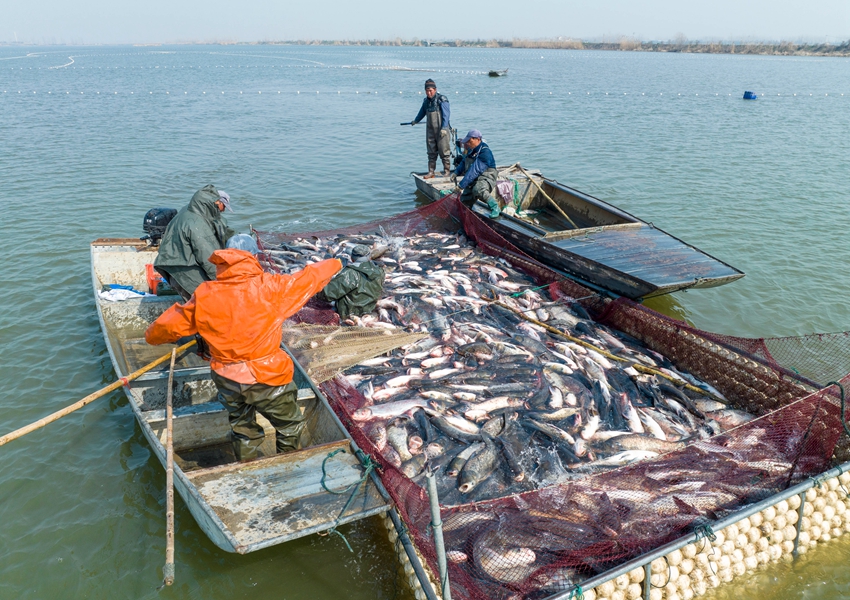 漁民在集中捕撈。周社根攝