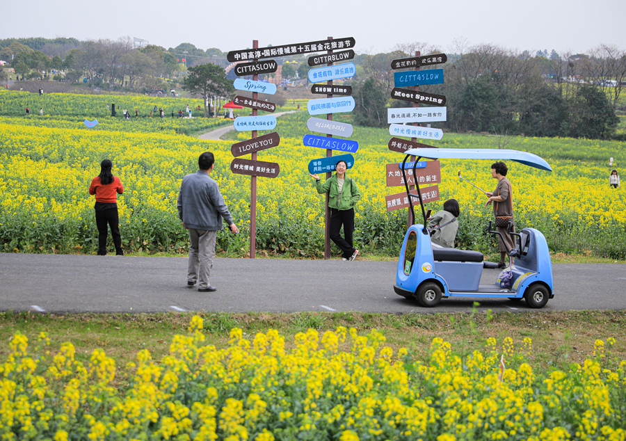 萬畝油菜花綻放，吸引游客觀賞游玩。芮沁攝