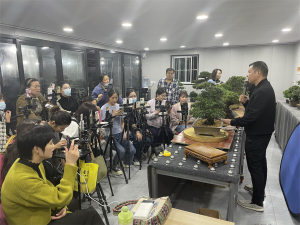 沭陽盆景直播拍賣會現場。相哲攝