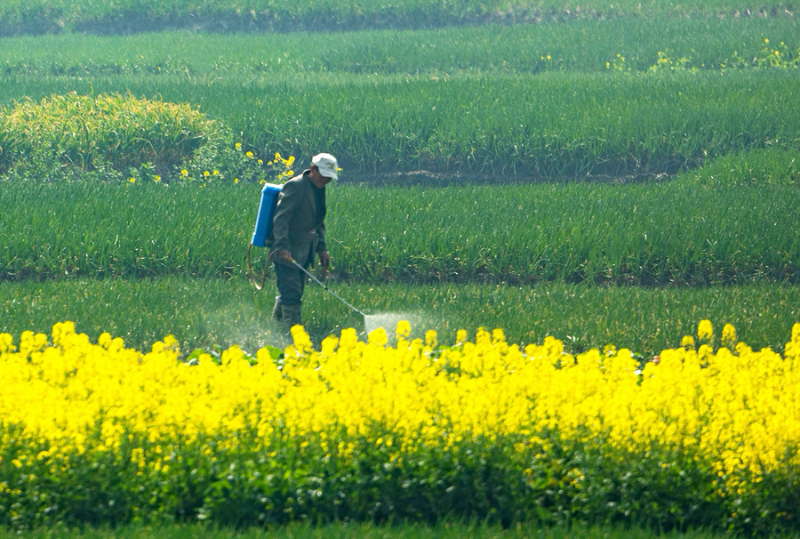農(nóng)民進行田間管理。史道智攝