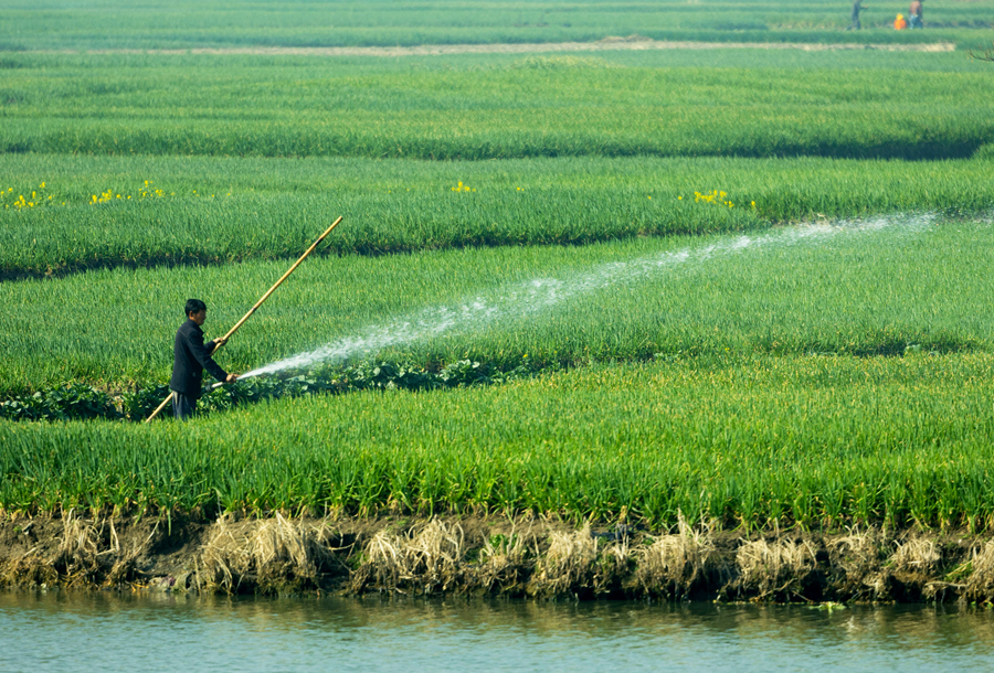 農(nóng)民在進(jìn)行田間管理。史道智攝