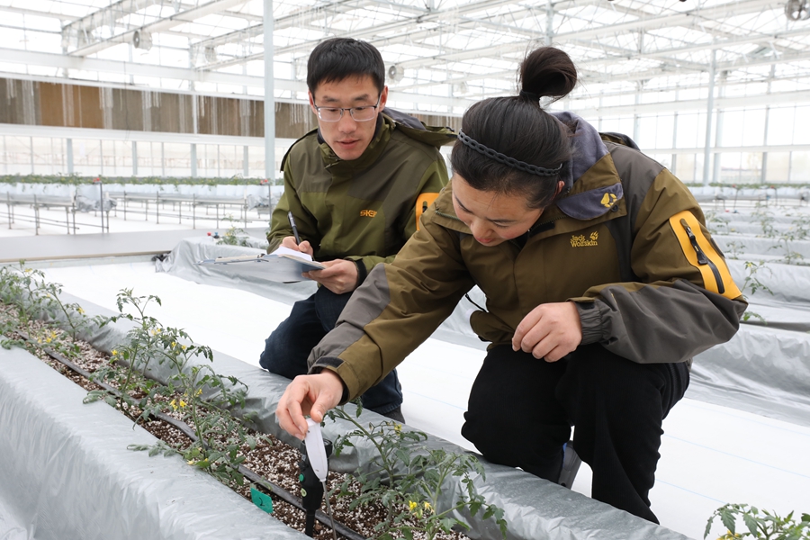 智慧大棚內(nèi)技術(shù)人員正在觀察農(nóng)作物生長(zhǎng)數(shù)據(jù)。張南寧攝