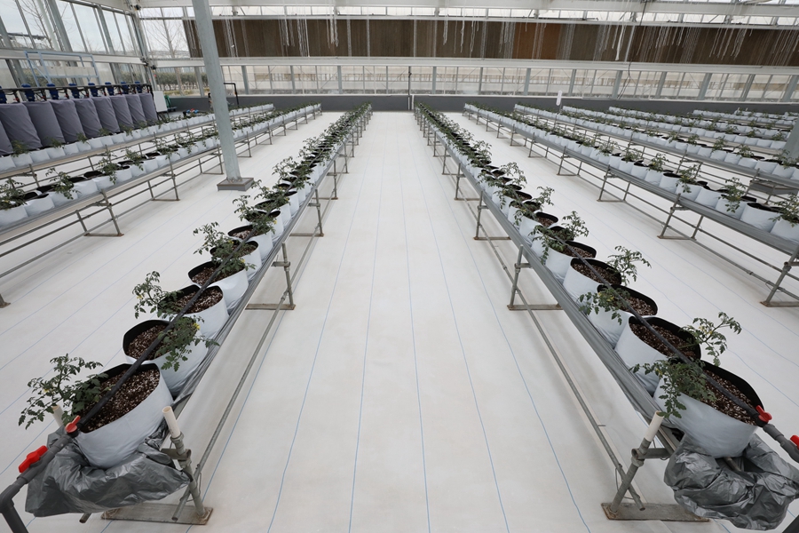 智慧大棚內(nèi)無(wú)土栽培的西紅柿。董自強(qiáng)攝