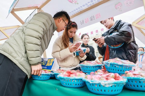 游客爭購草莓。盛義攝