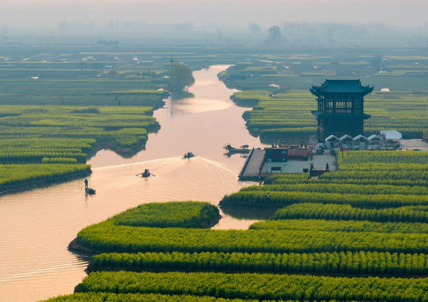 水上花海風(fēng)景如畫(huà)。周社根攝