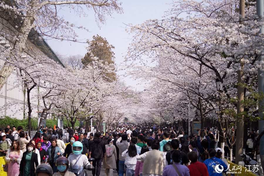 南京雞鳴寺路櫻花綻放，游人如織。尹翔攝