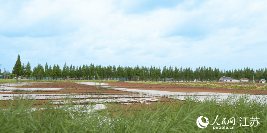 鋪滿綠萍的有機(jī)水稻田。人民網(wǎng) 馬燾燾攝　