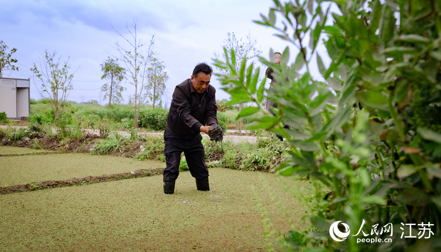 村民展示有機(jī)水稻田的泥碳狀黏稠黑土。人民網(wǎng) 馬燾燾攝