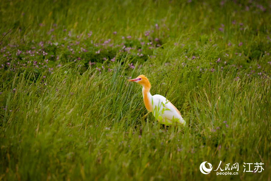 良好的生態(tài)環(huán)境引來鷺鳥棲居。人民網(wǎng) 馬燾燾攝