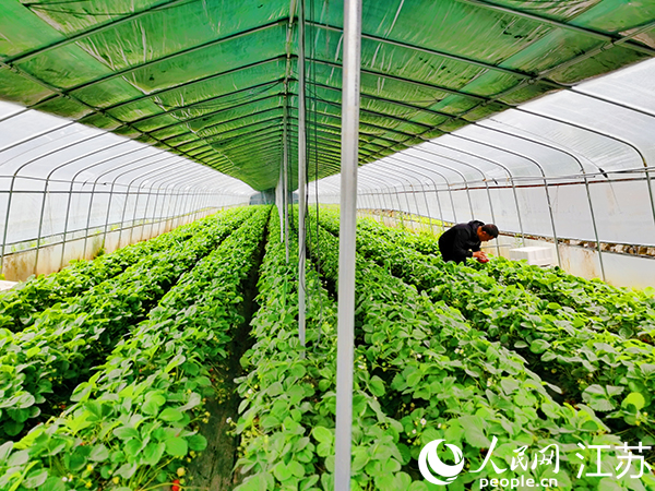 佛坪縣大河壩鎮(zhèn)王家灣村水果采摘園。人民網(wǎng)記者 王繼亮攝