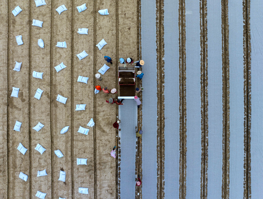 農(nóng)民在田里育水稻秧苗。周社根攝