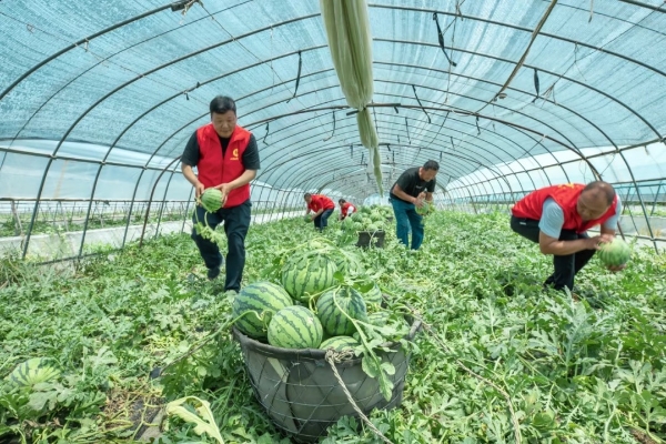 志愿者與瓜農(nóng)一起采摘、搬運(yùn)西瓜。泗洪煙草供圖