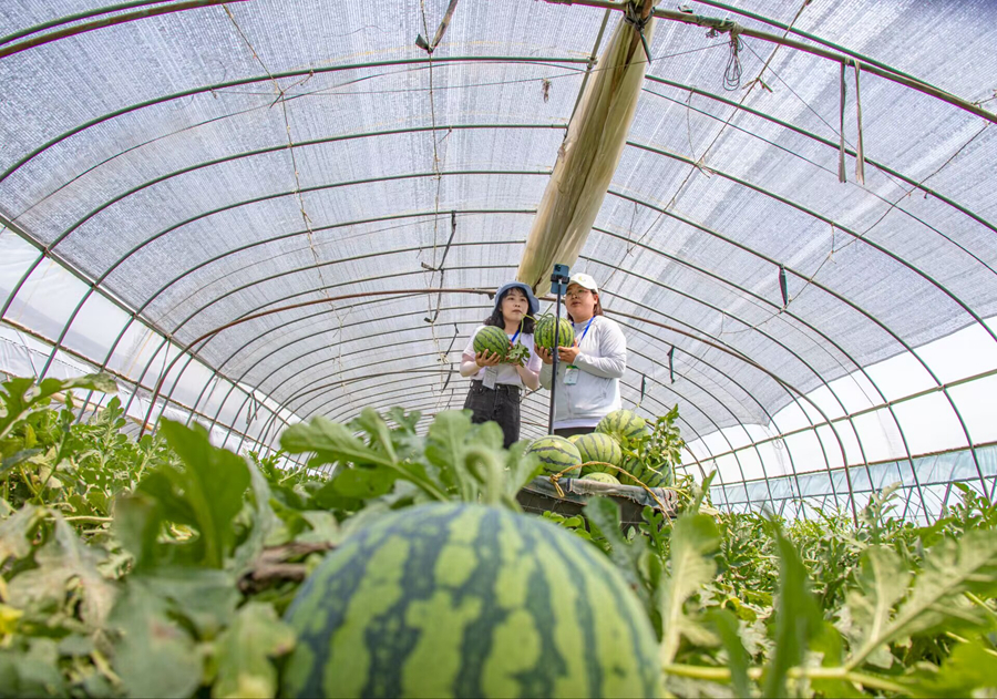電商主播在西瓜基地直播銷售西瓜。馮雪強攝