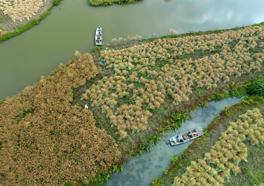 農(nóng)民采收油菜籽。周社根攝