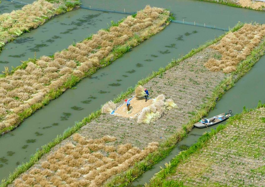 農(nóng)民采收油菜籽。周社根攝