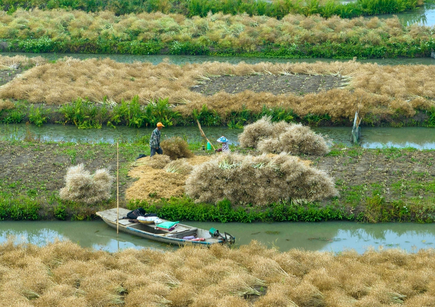 農(nóng)民采收油菜籽。周社根攝