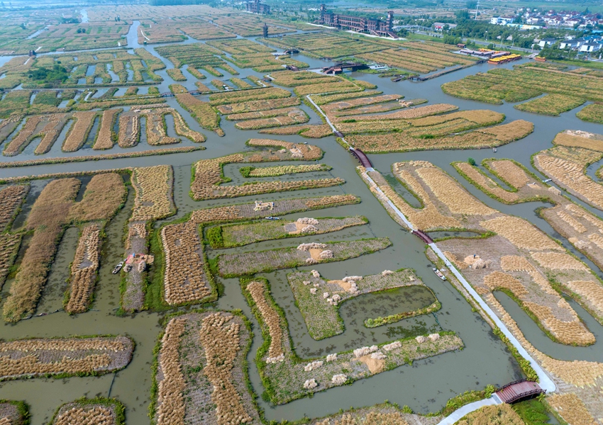 千垛景區(qū)迎來(lái)菜籽收獲期。周社根攝