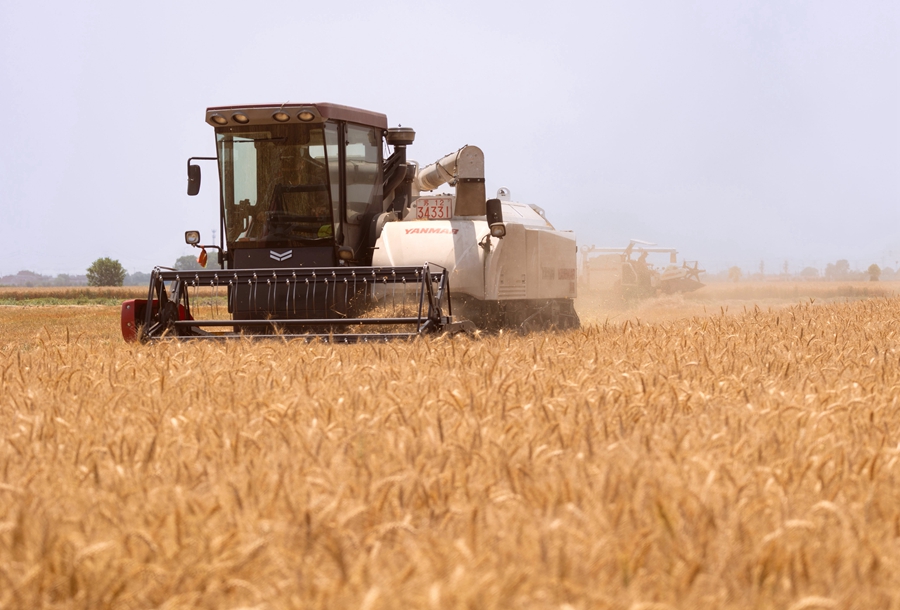 聯(lián)合收割機(jī)正在田間作業(yè)。史道智攝