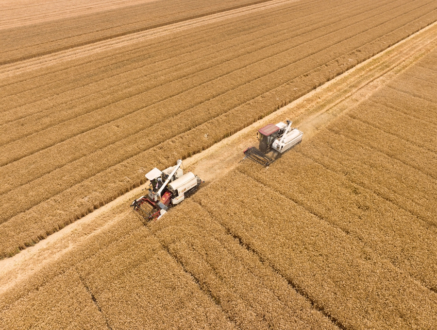 聯(lián)合收割機(jī)正在田間作業(yè)。史道智攝