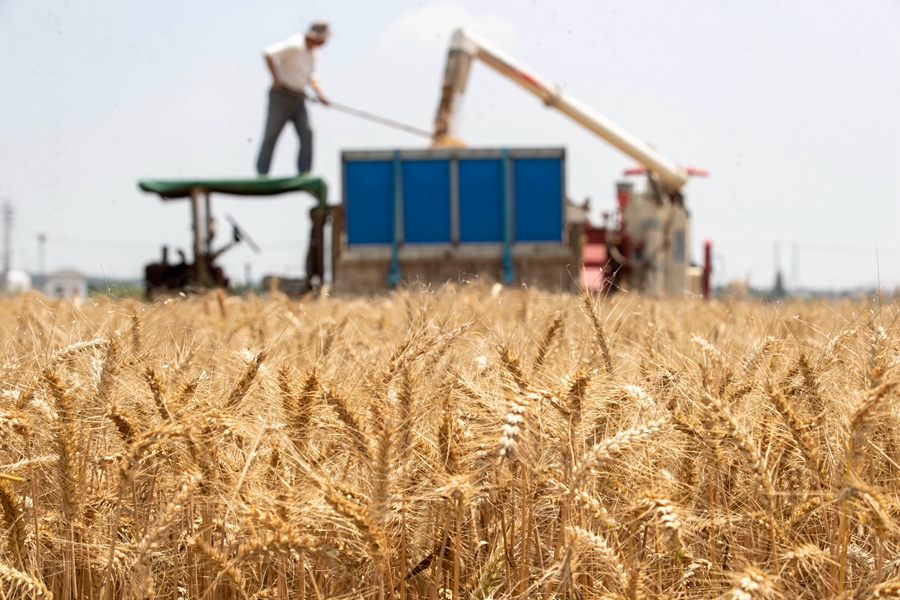 小麥裝車(chē)，豐收在望。周社根攝