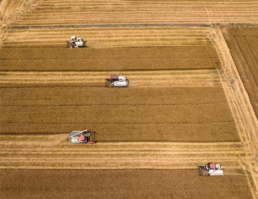 聯(lián)合收割機(jī)正在田間作業(yè)。周社根攝